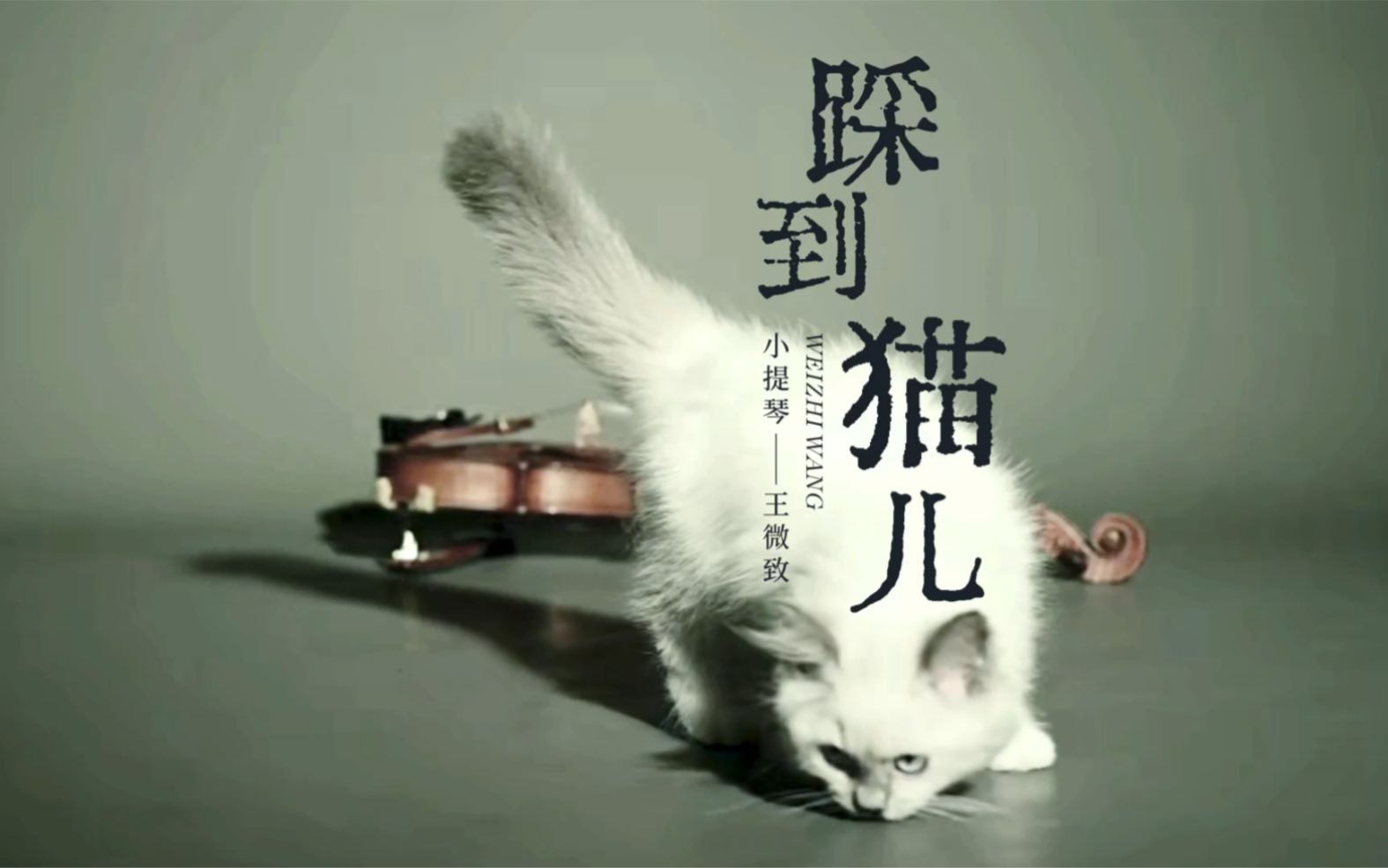 《踩到猫儿》大家熟悉但是不知道名字的曲子哔哩哔哩bilibili