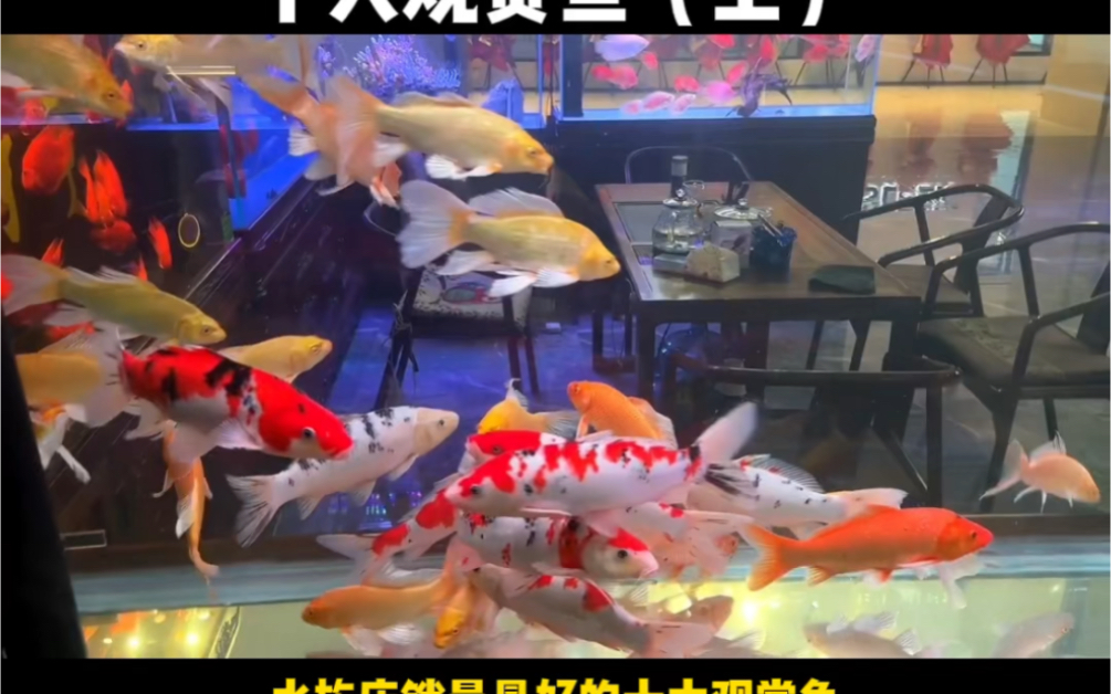 水族店销量最好的十大观赏鱼,看看你养活过哪几种鱼?哔哩哔哩bilibili