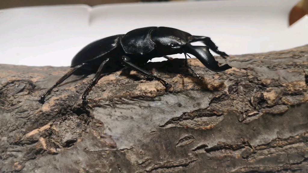 牛头扁锹vs中国大锹