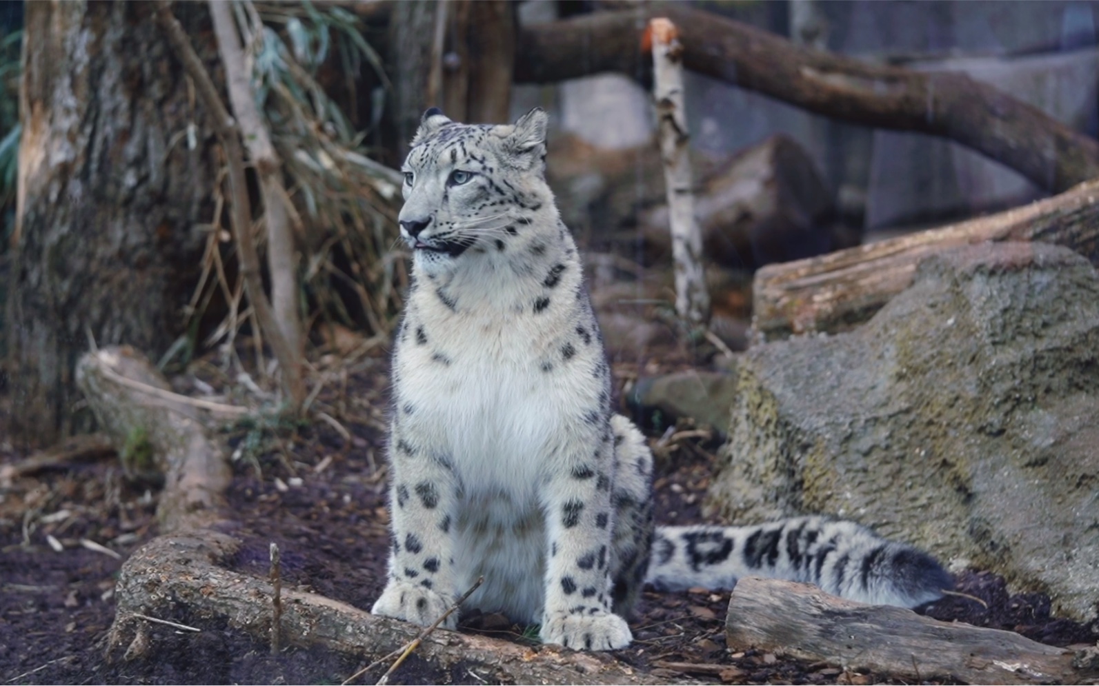 孟加拉豹猫雪豹 白色图片