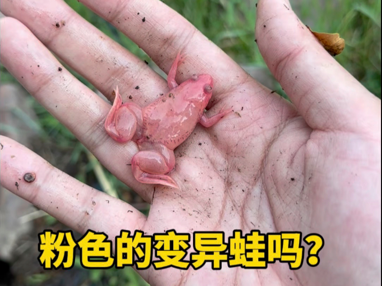粉色的变异蛙呀