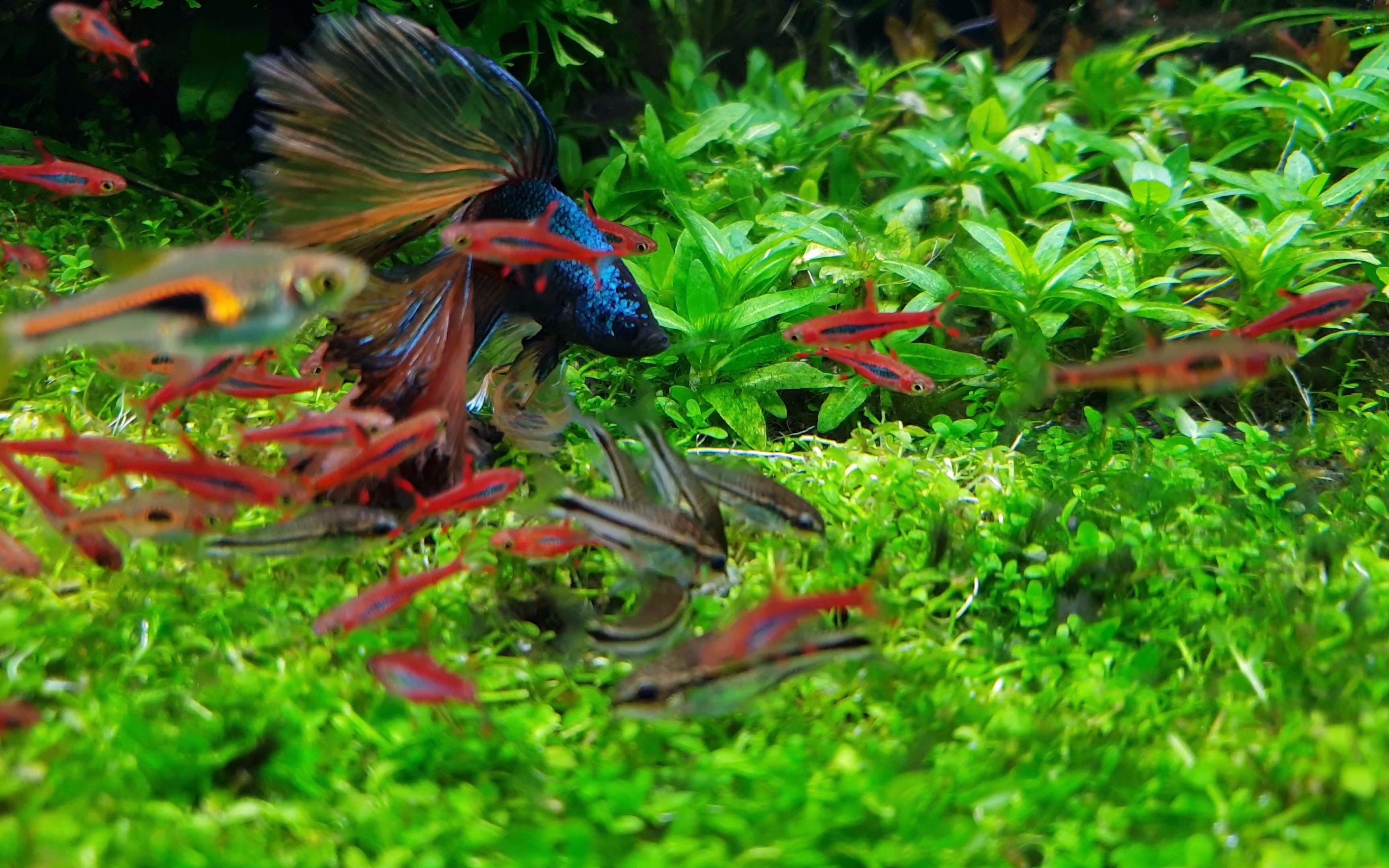 boraras brigittae 红蚂蚁灯鱼群游