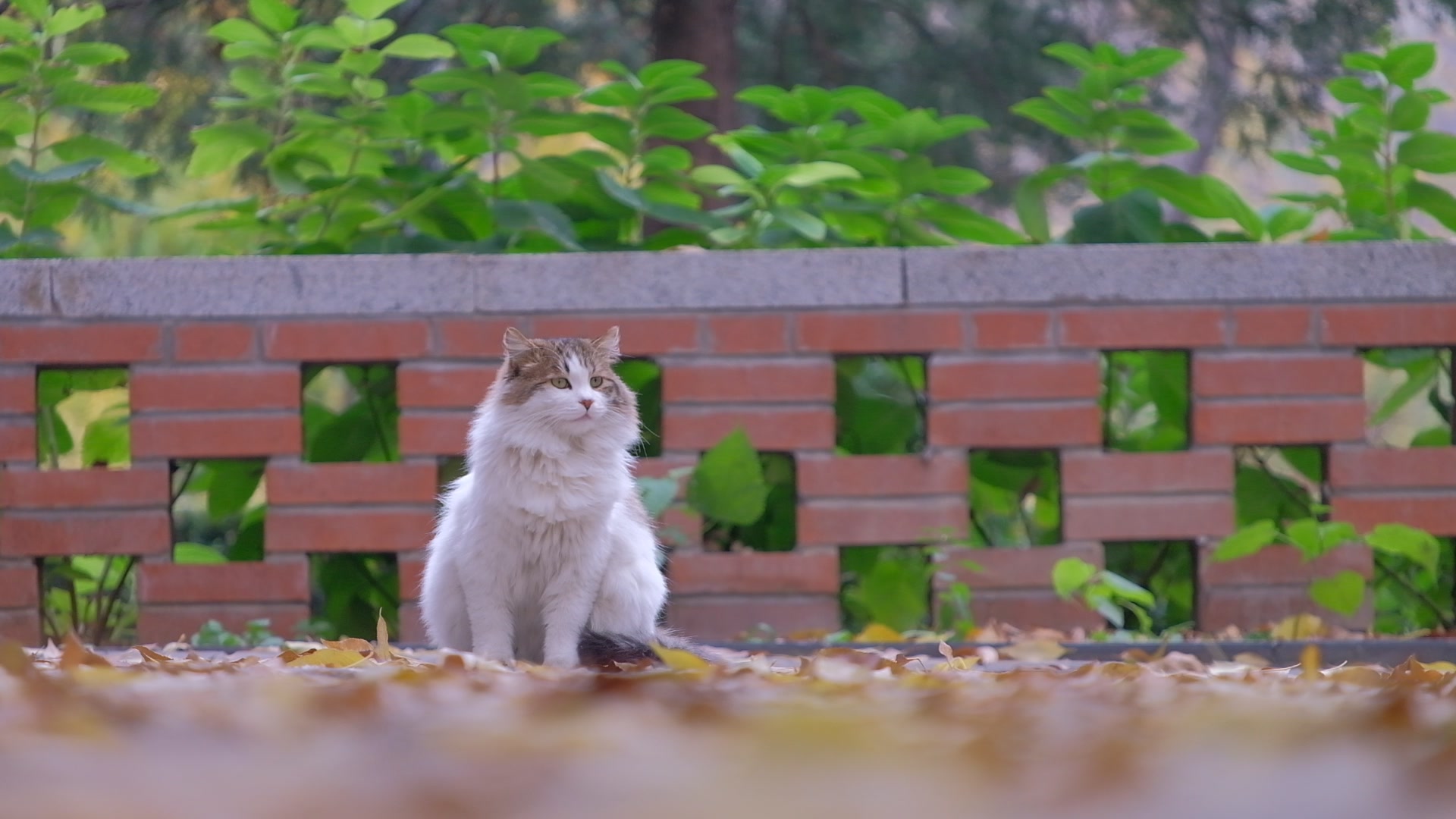 清华的猫:秋叶落光了,宿舍区的长毛猫的毛长出来了哇