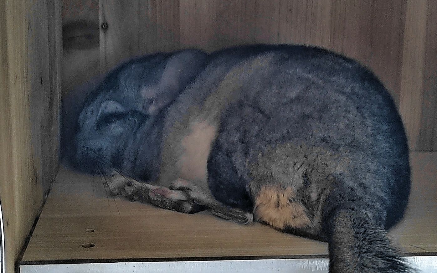 还以为龙猫死了 原来只是懒得理我(悲_哔哩哔哩_bilibili