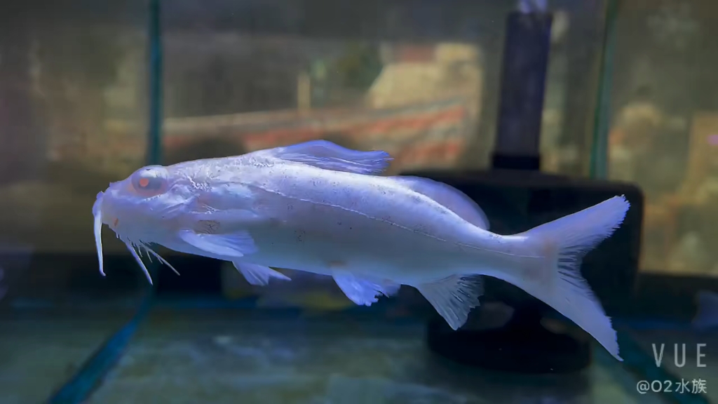 白子白金豹皮 白化品种 极其少见_哔哩哔哩_bilibili