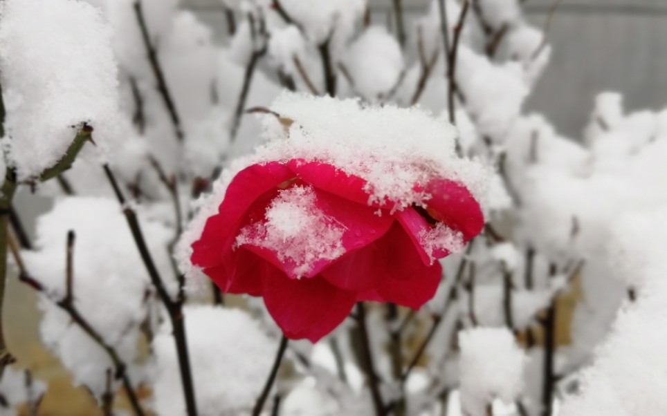 [图]2020第二场雪——商洛