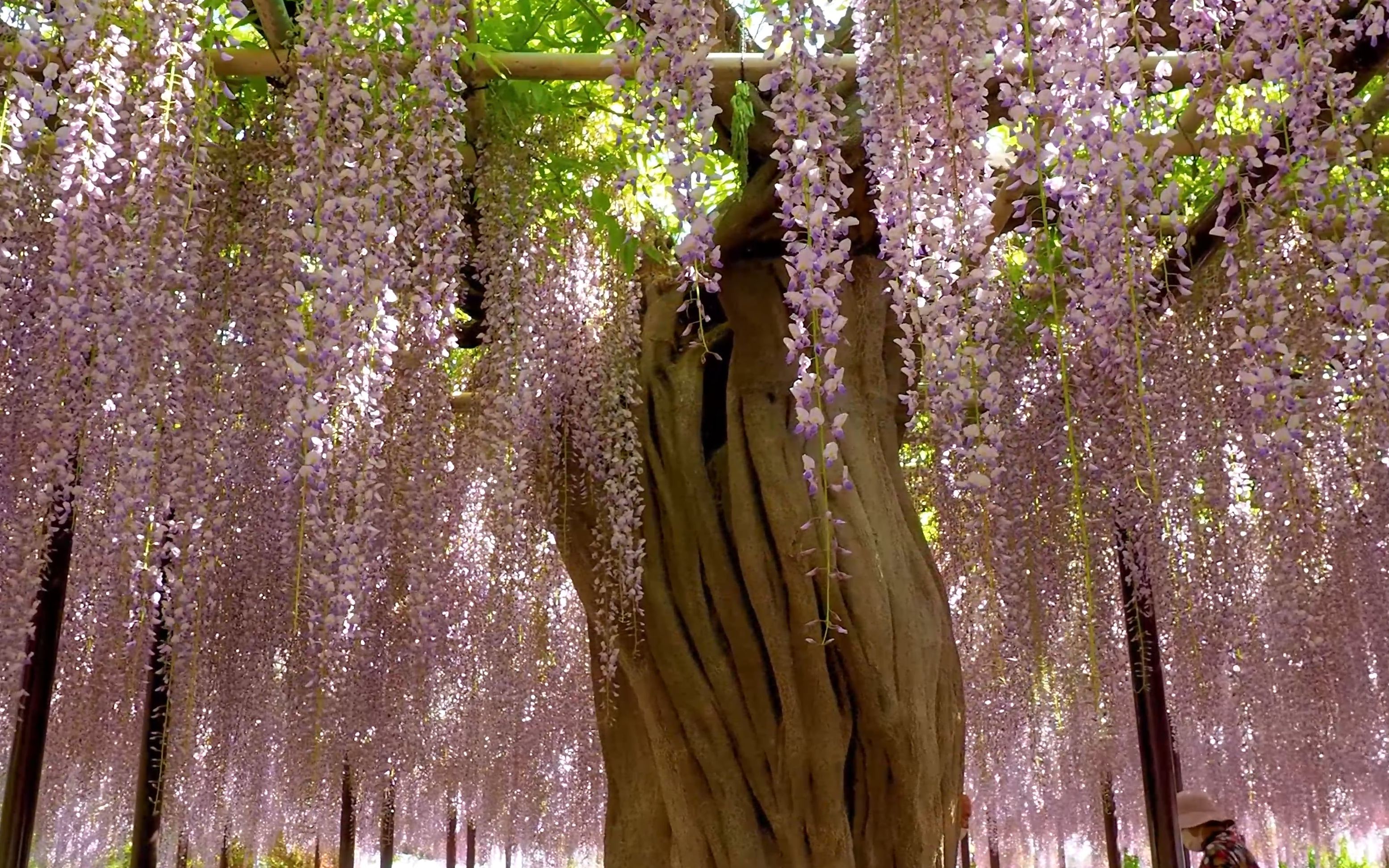 [图]4K 日本紫藤花