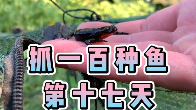 抓鱼抓到一只黑色壁虎鱼哈哈哈