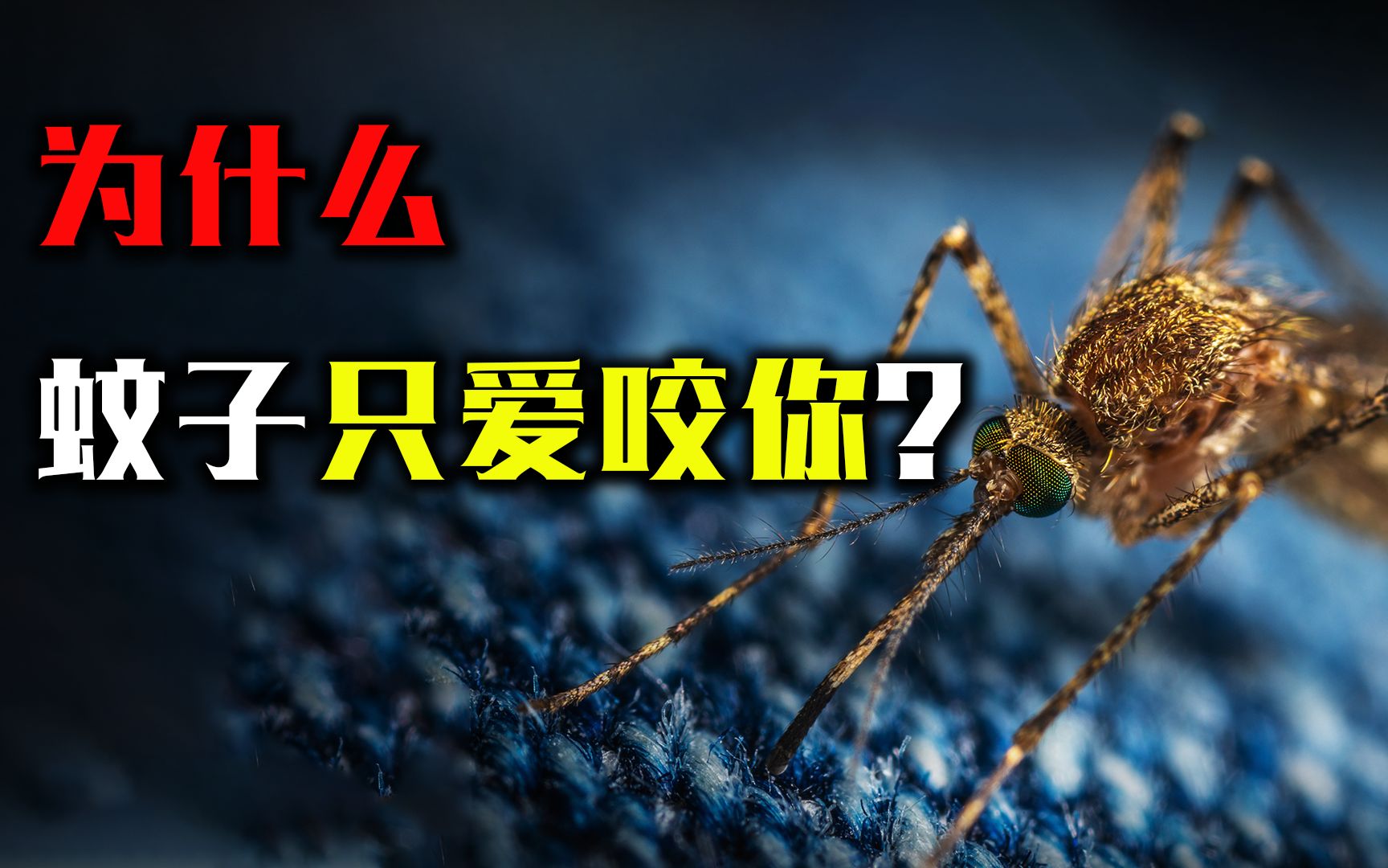 蚊子如何选择吸食目标?吸血过程有多恐怖?结果超乎你的想象