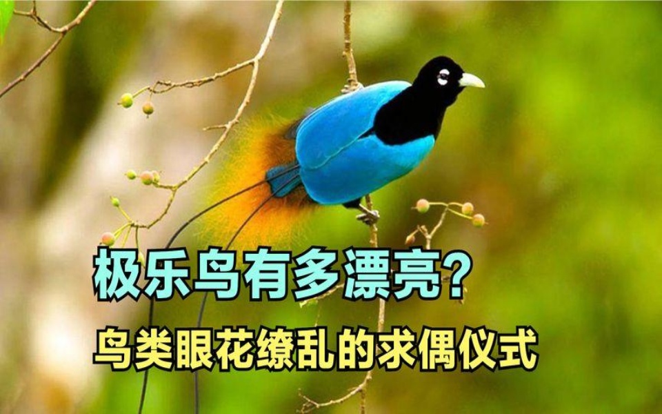 极乐鸟有多漂亮?天堂鸟极致演绎让人眼花缭乱的鸟类求偶仪式.哔哩哔哩bilibili