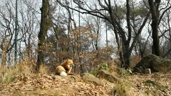 珞珈山小狐狸 珞珞 哔哩哔哩 Bilibili
