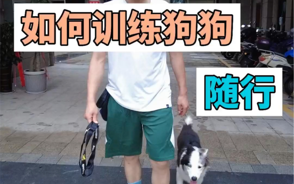 如何训练狗狗随行哔哩哔哩bilibili