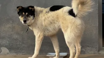 不看监控不知道，它真把它妈吓尿了