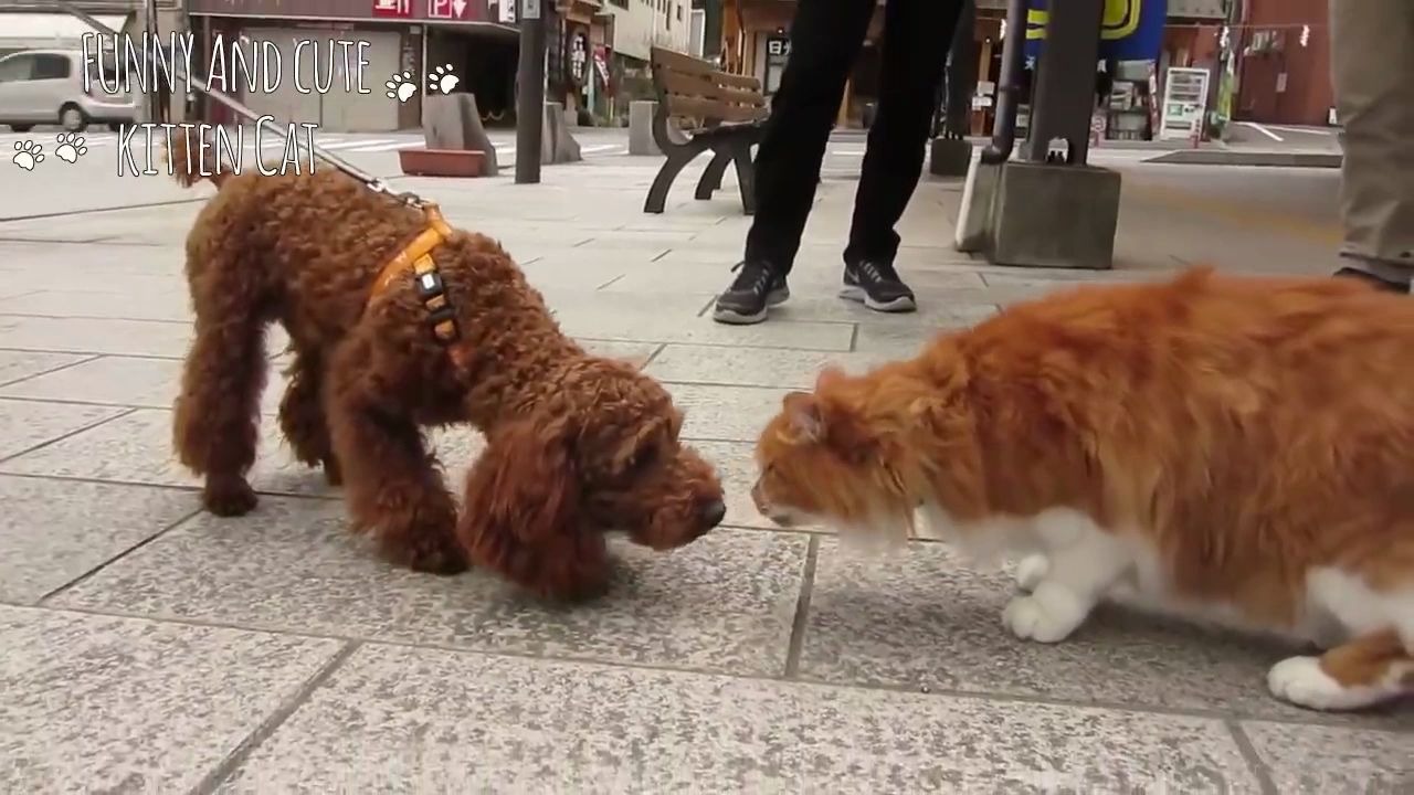 [图]猫和狗注定是宿敌，见面就打，不咬死一只都不停的！猫狗大战！