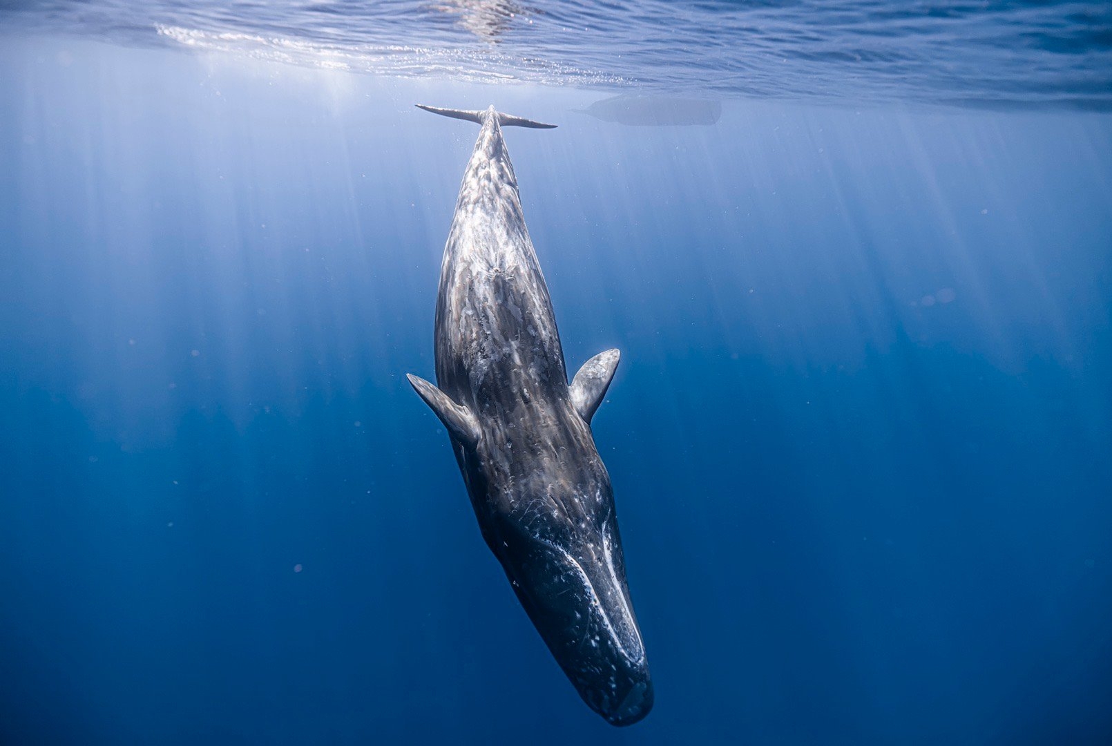 远古巨兽 抹香鲸