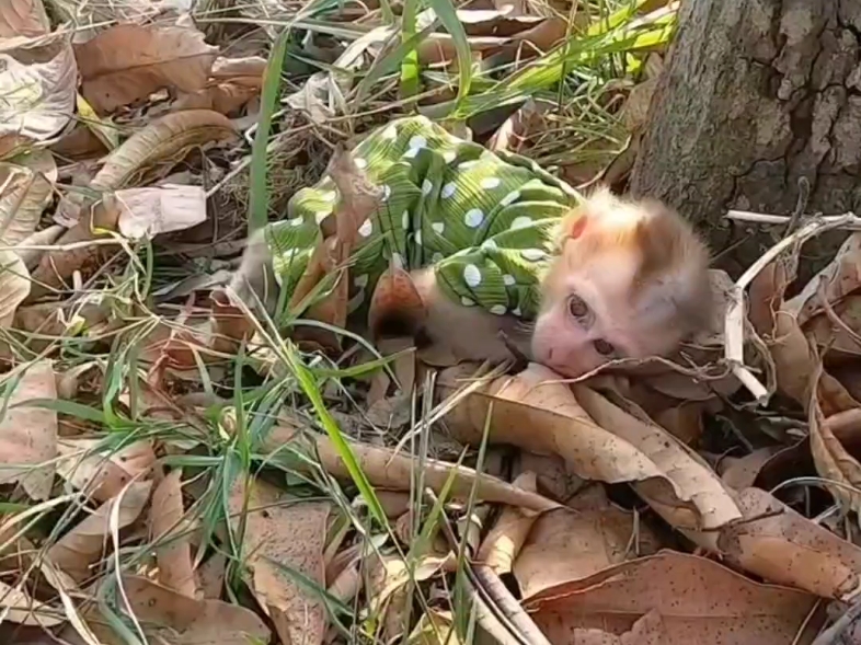 癫的要命的豚尾猴宝,彩蛋q!