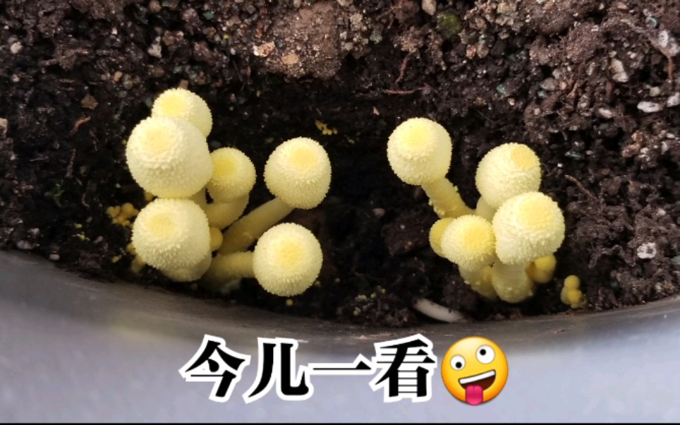 【记录】治理花盆长蘑菇哔哩哔哩bilibili