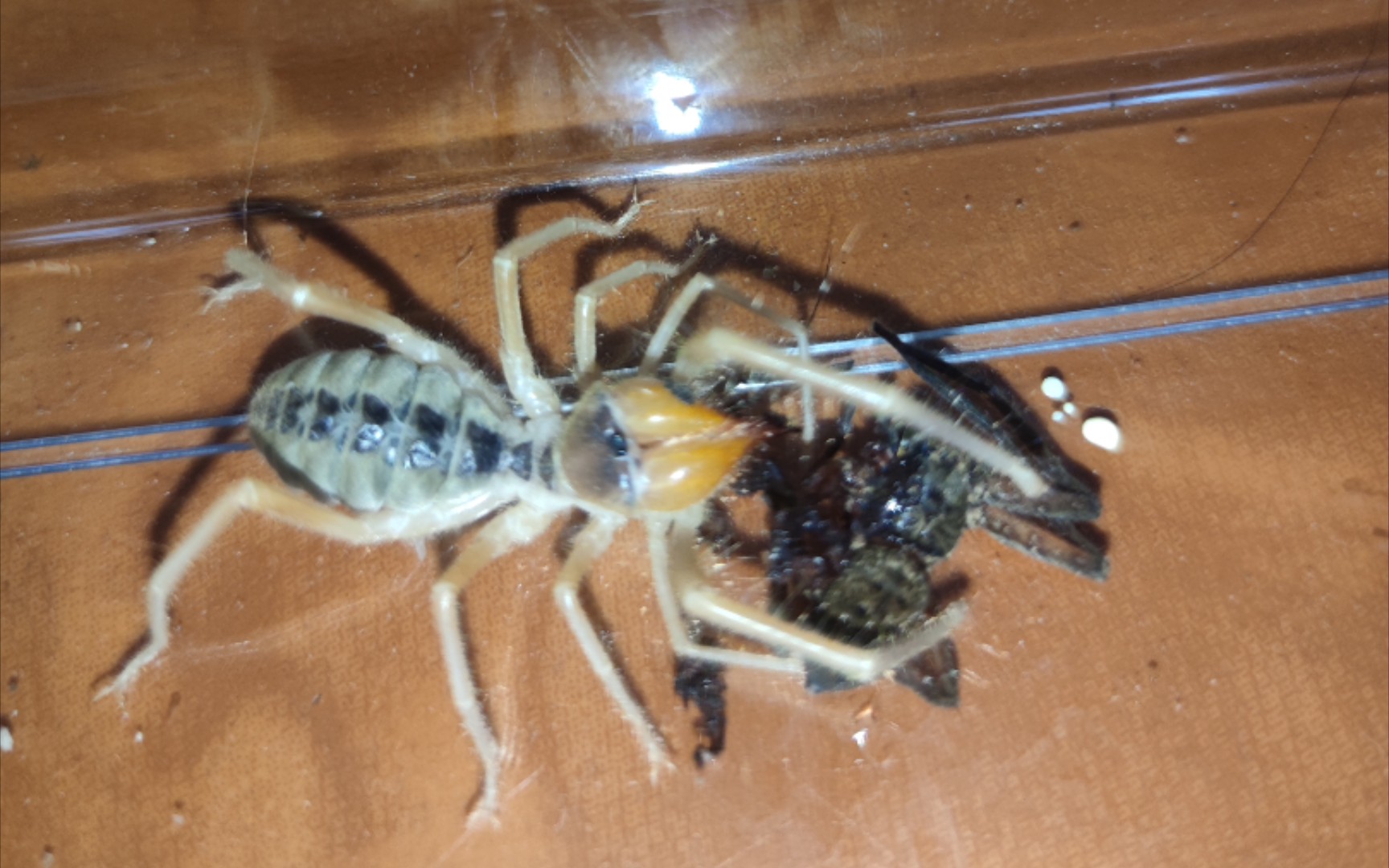 避日蛛速杀白额