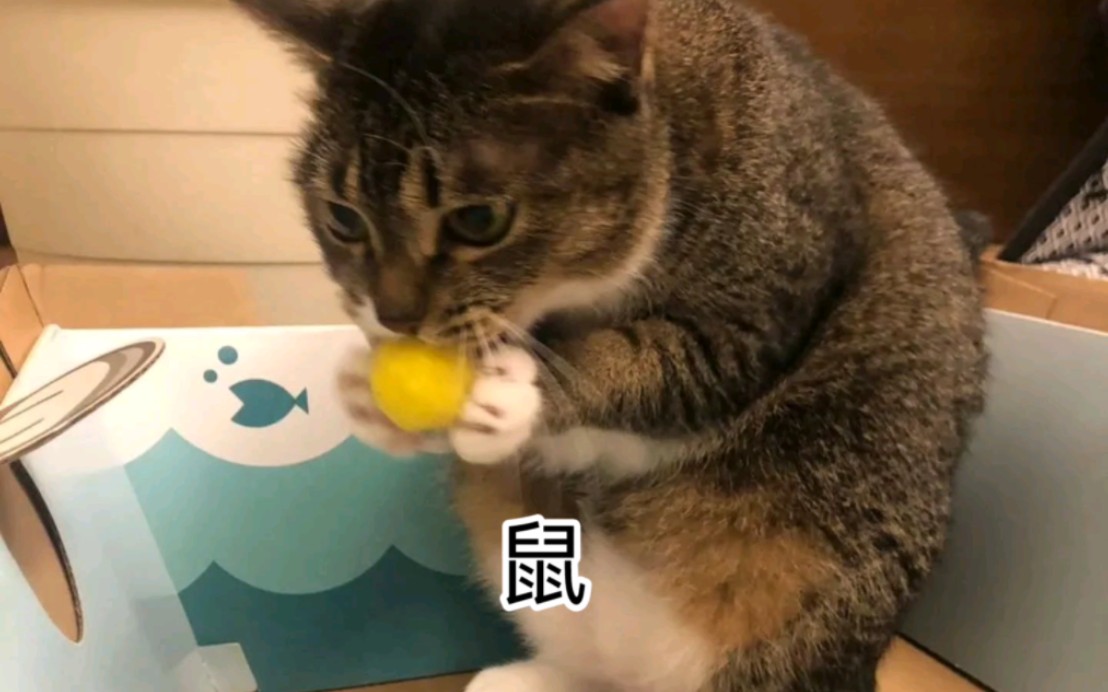 十二生肖猫猫版哔哩哔哩bilibili