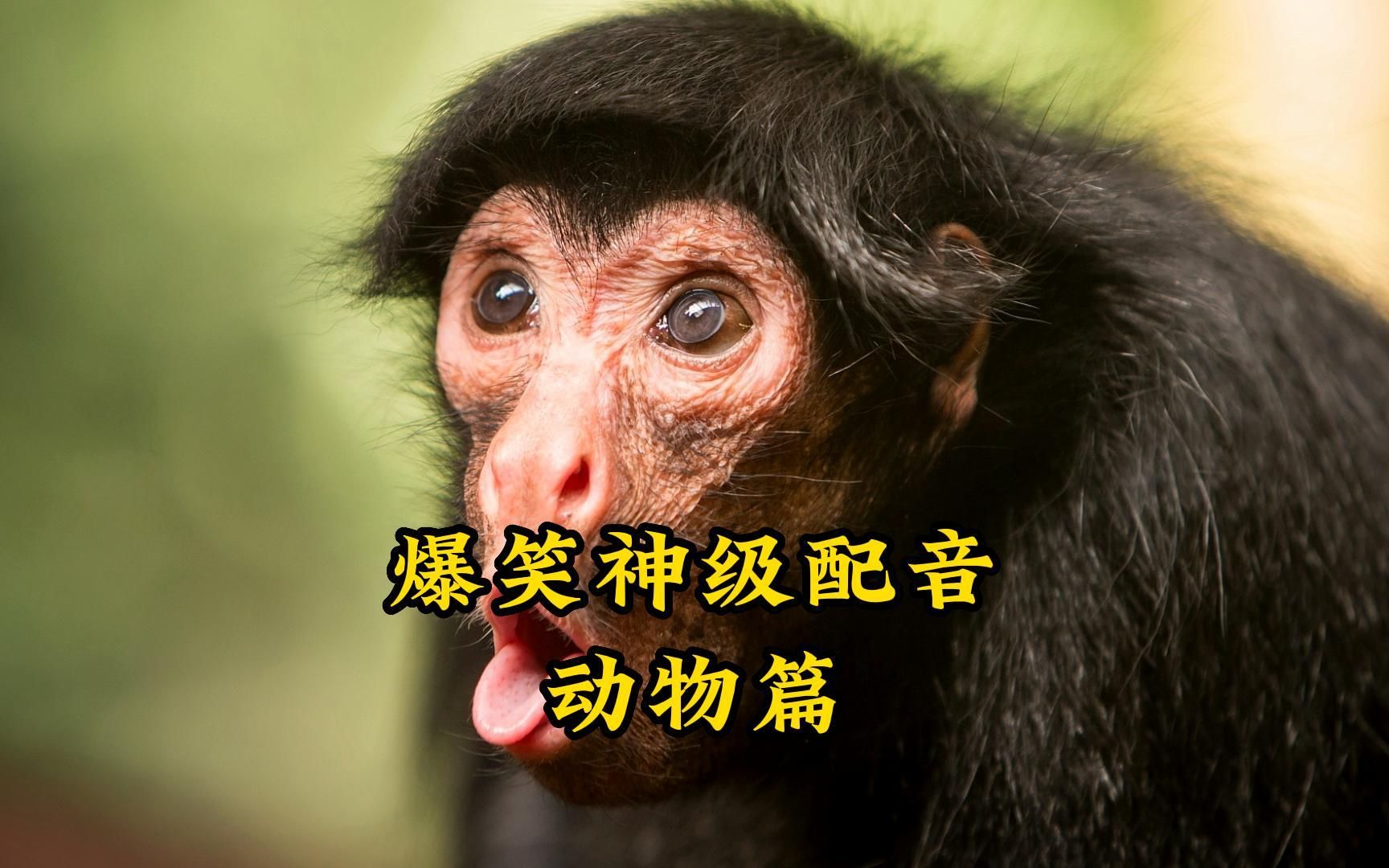 【爆笑】爆笑神级配音(动物篇)