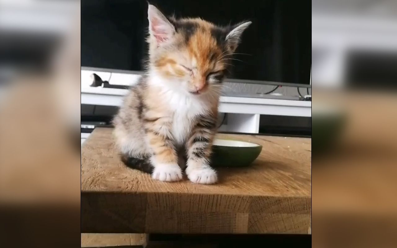 小奶猫在困倒的边缘疯狂试探 只为一个理由!