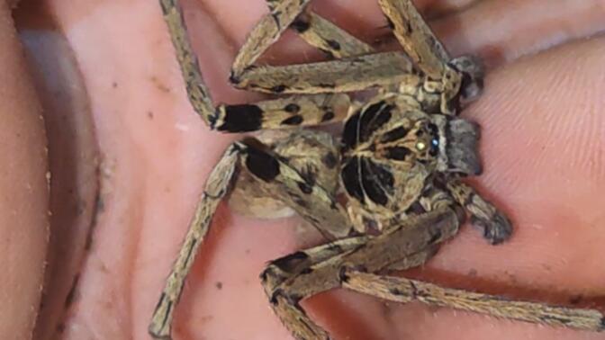 彻底消除你对蜘蛛的恐惧(狂放猎人蛛)上手随意撸