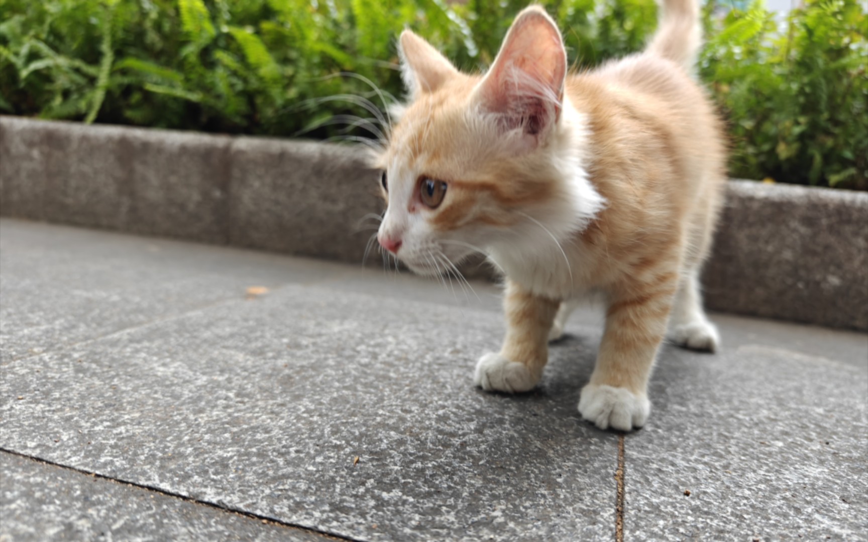 喂猫猫遇到个精神不正常的人,还问我们广东人是不是吃猫!真的很生气!