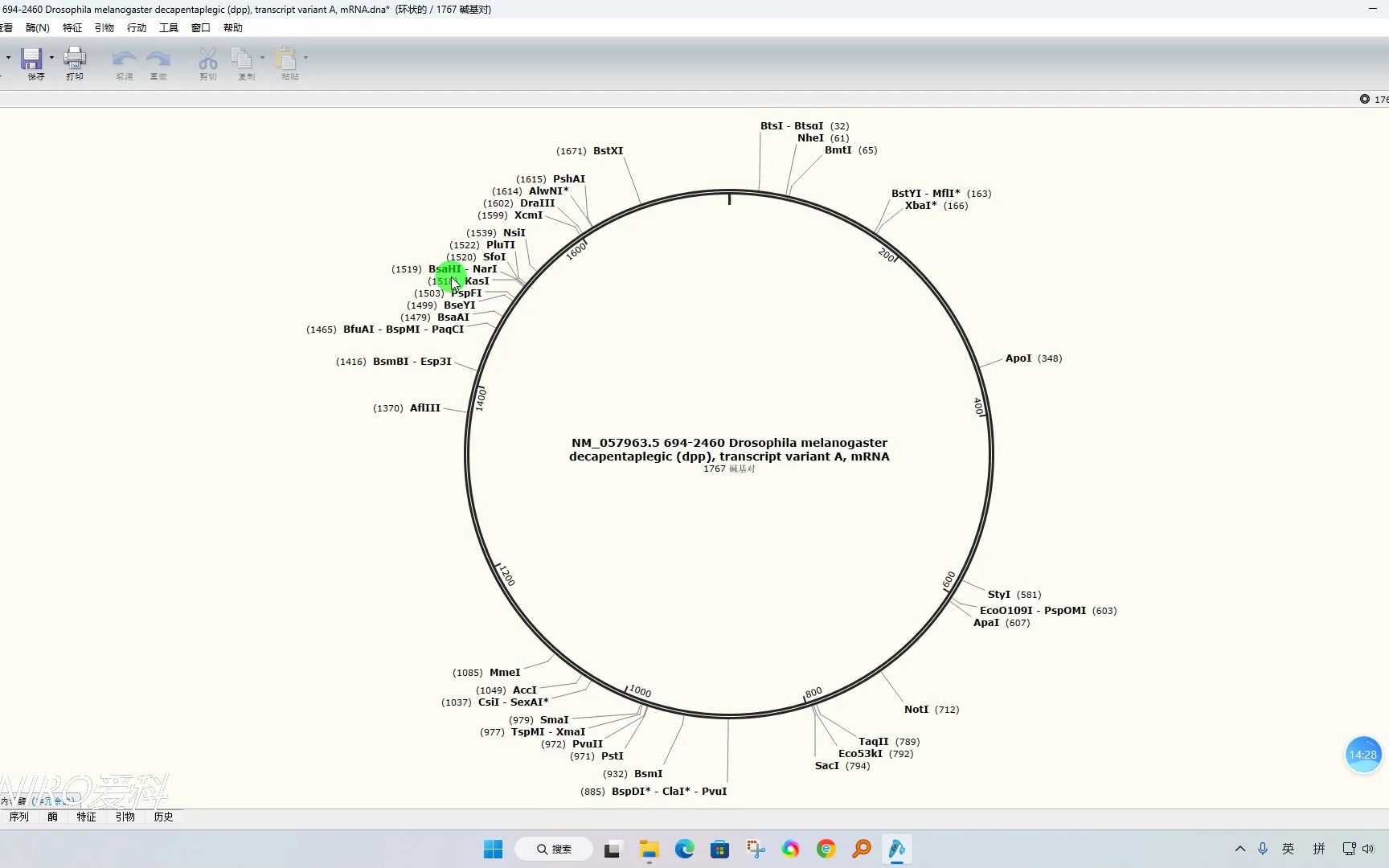 [图]Snapgene6.0.2【新手入门使用教程】，初学者一看就会