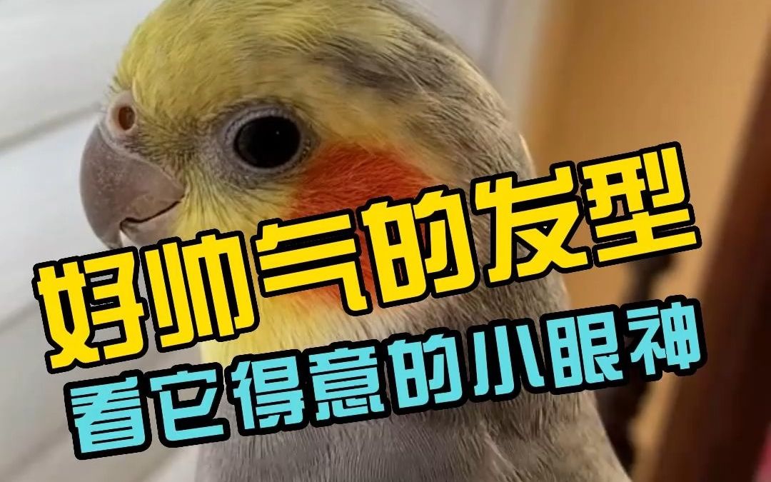好帅气的发型,看玄凤鹦鹉那得意的小眼神