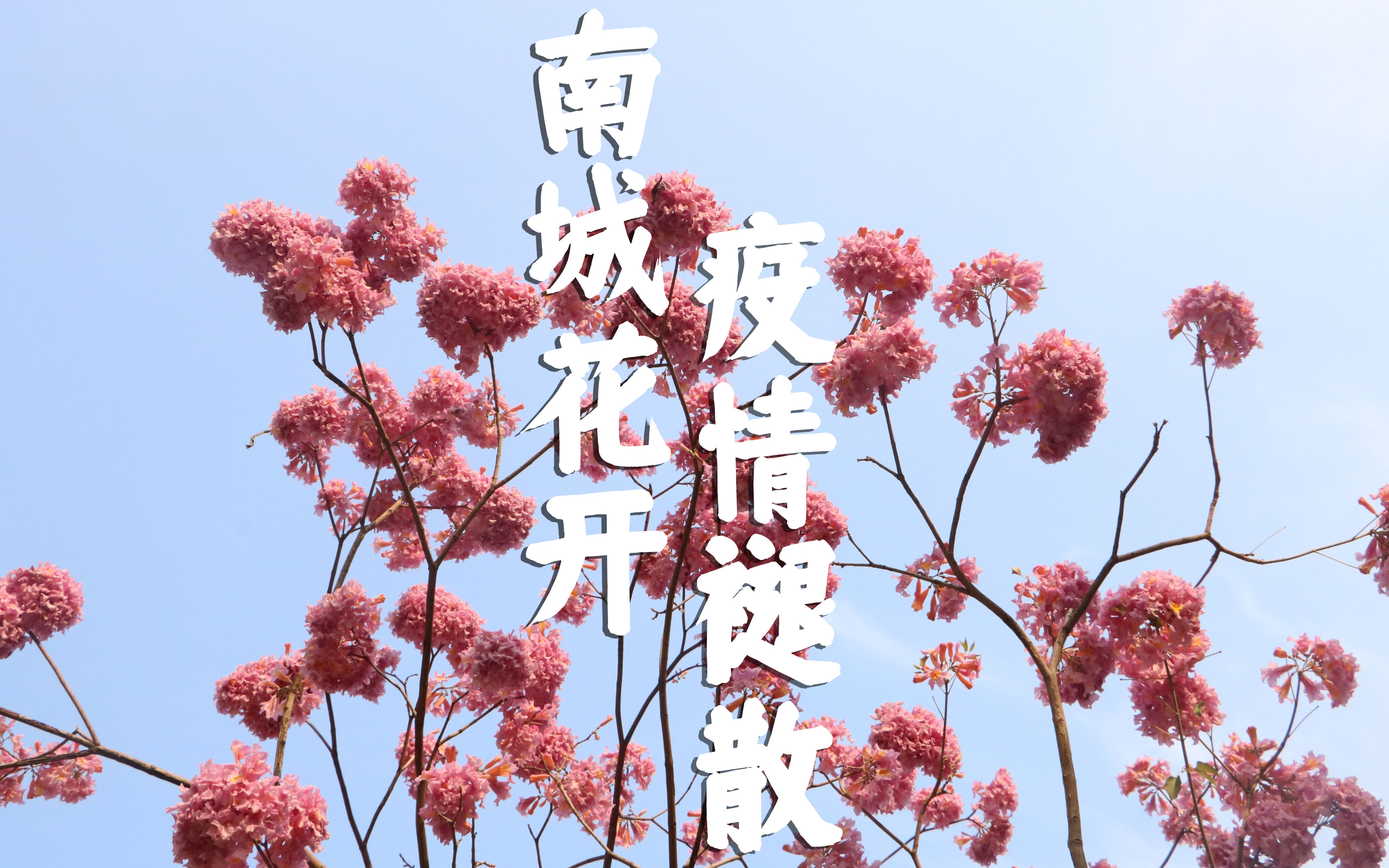 活动作品城南花开疫情退散