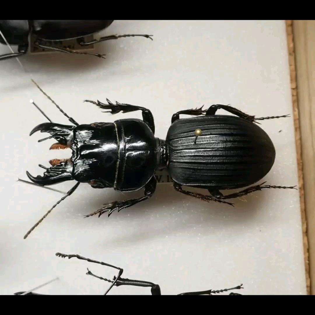 巨蝼步甲深夜恰饭