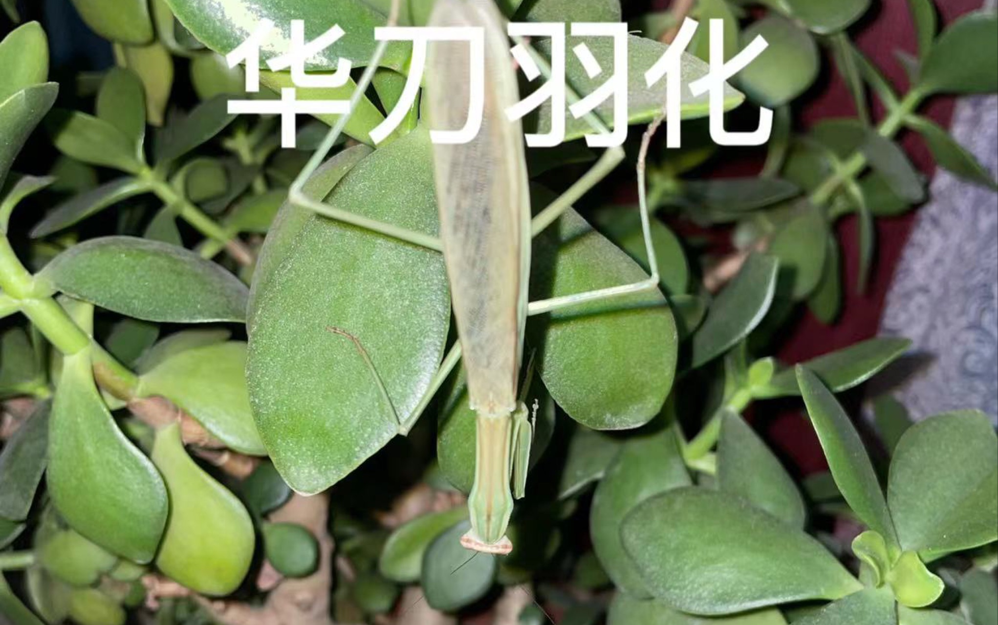 中华大刀螳羽化过程记录