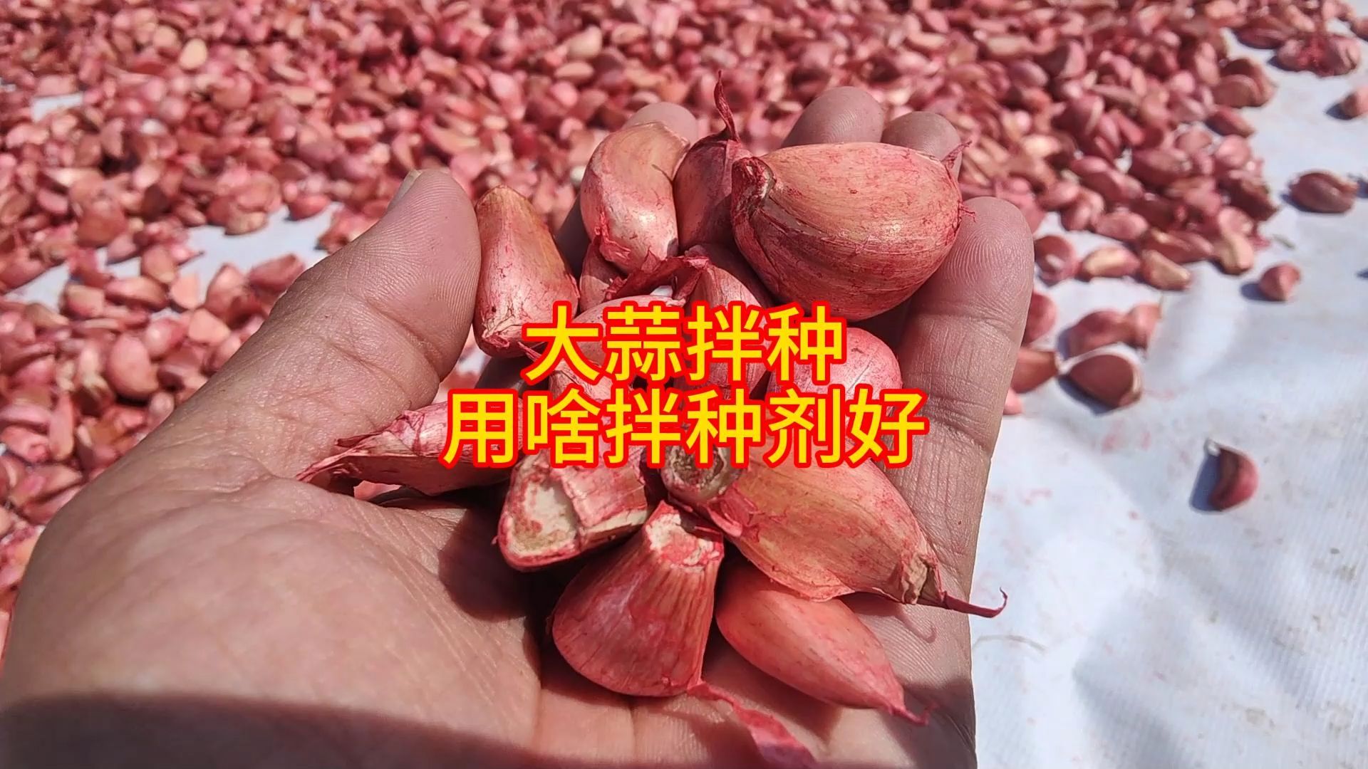 大蒜拌种,用啥拌种剂好