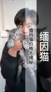 Скачать видео: 缅因猫多少钱一只？缅因猫的价格是多少？缅因幼崽多少钱一只？缅因猫价格大揭秘！（B548）