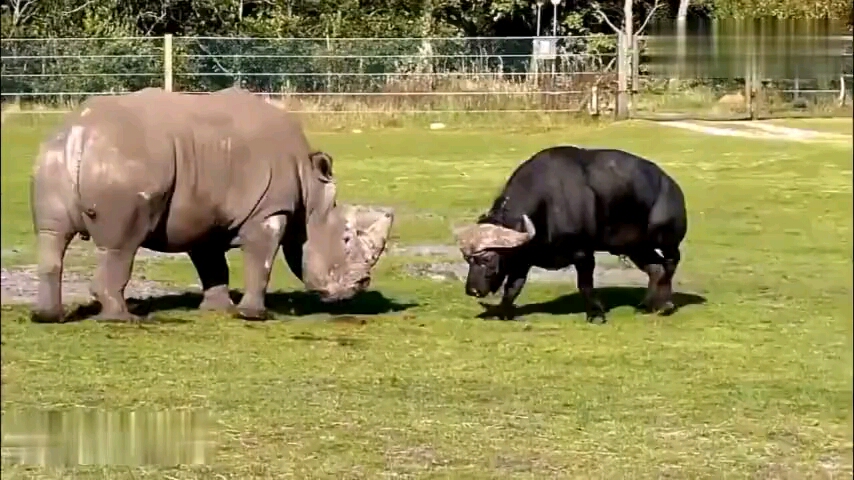 犀牛和野牛的对决