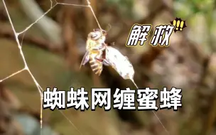 下载视频: 蜜蜂生存也麻烦，一出门还容易被蜘蛛抓