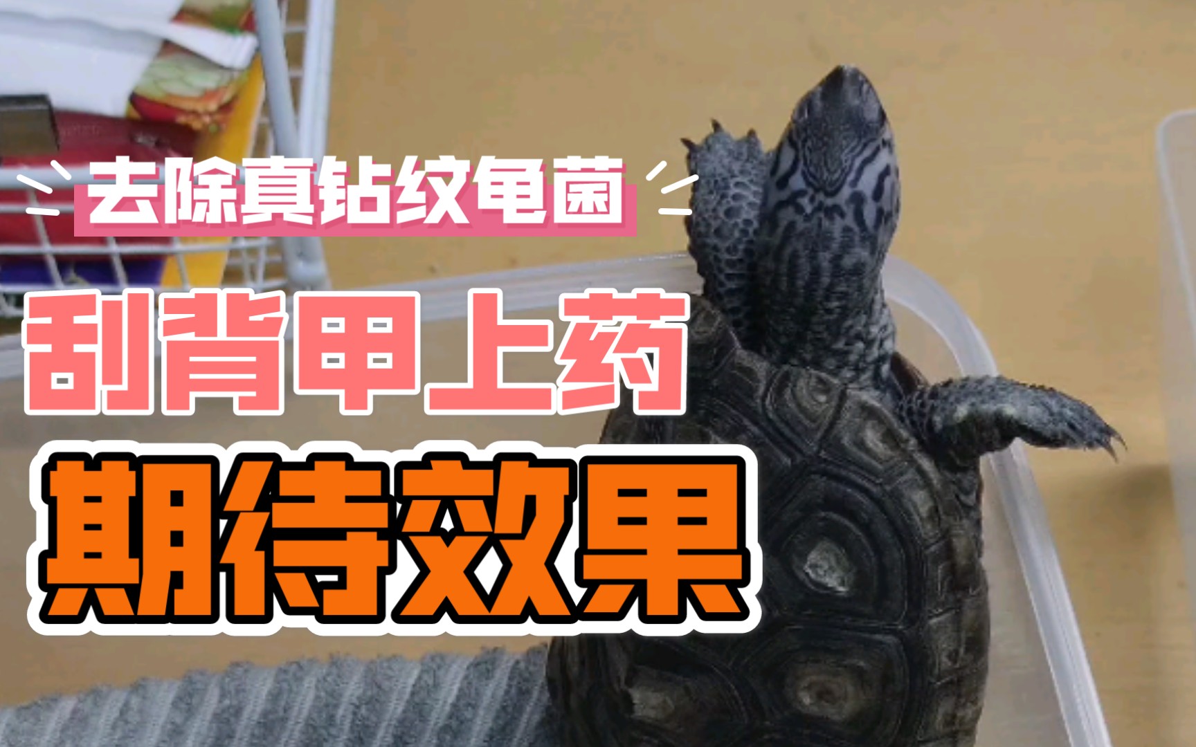 给钻纹龟刮刮背去去真菌