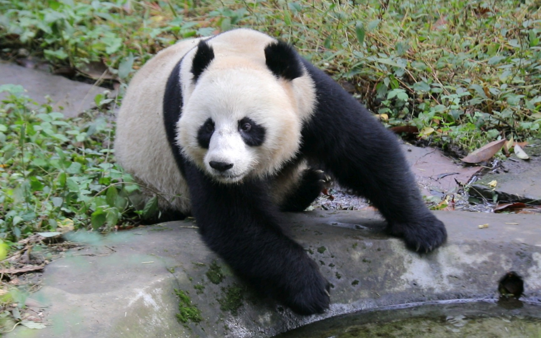 钢镚儿喝完水还抬头看了下【钢镚儿】2311