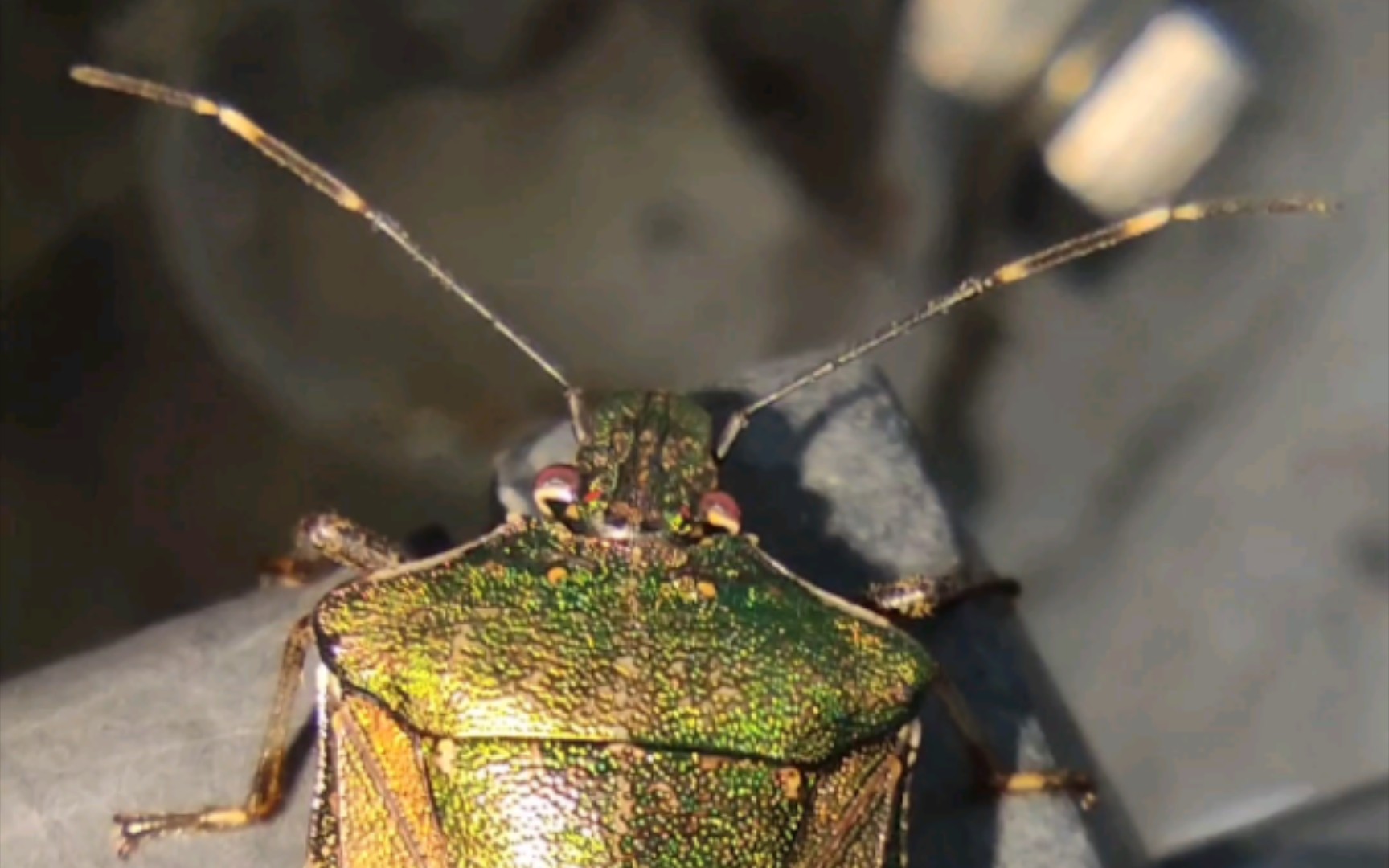 红缘岱蝽_哔哩哔哩_bilibili