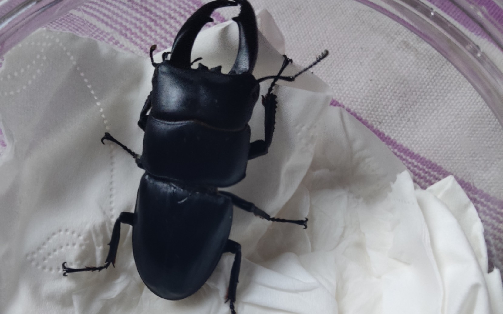 贵州虫友送的西南扁