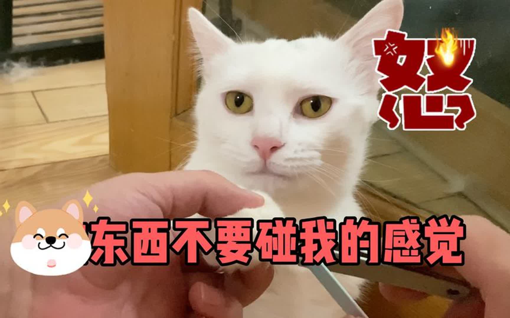 事实证明!猫的爪子不能剪,否则它会咬你