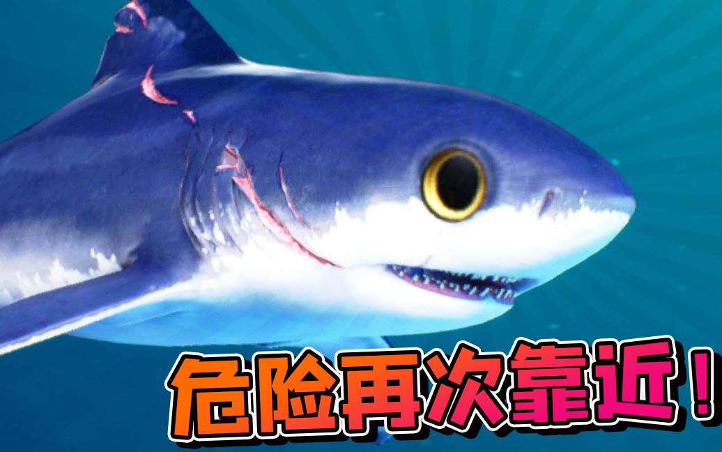 河马哥解说食人鲨合集图片