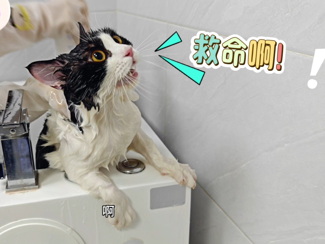 被剃菊花毛的落汤猪