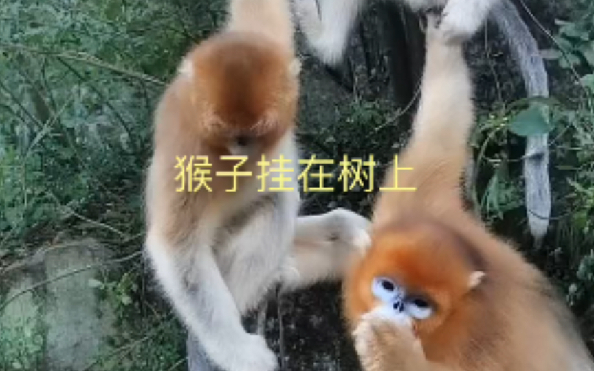 猴子挂在树上哔哩哔哩bilibili