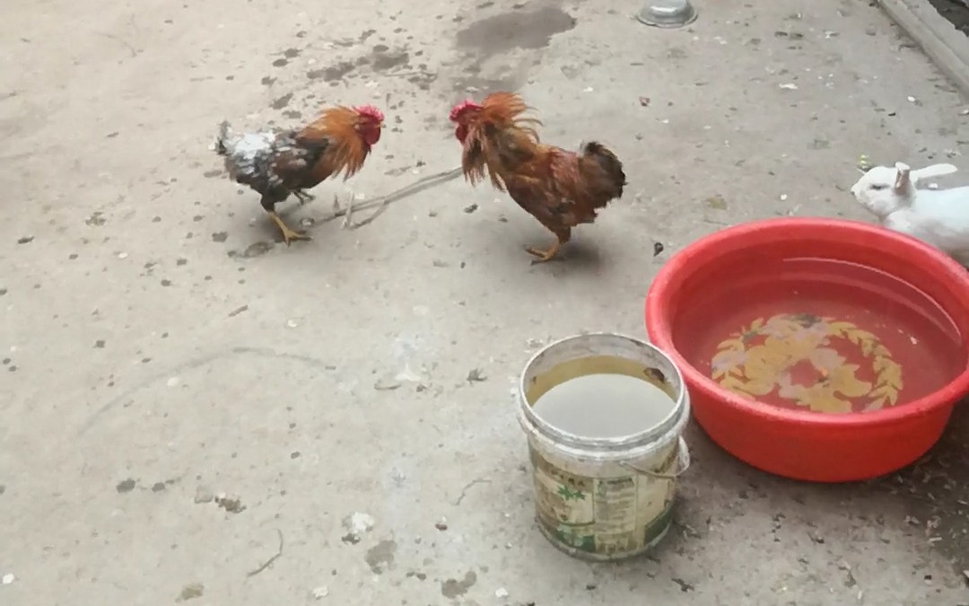 真正的菜鸡互啄!