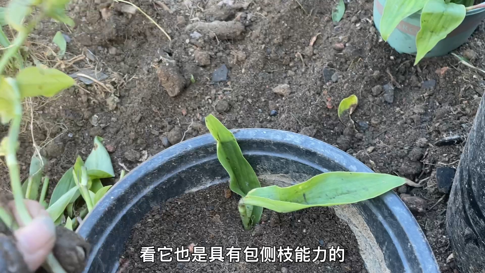 实操如何扦插青叶吊竹梅,耐阴耐旱繁殖快易成活,养护简单省心