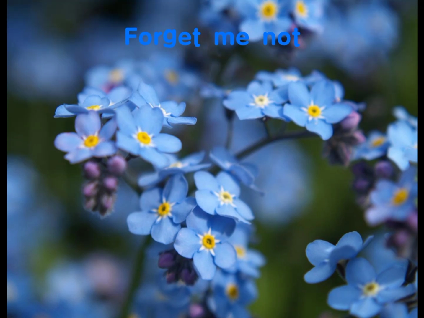 [图]Forget me not原版在线试听