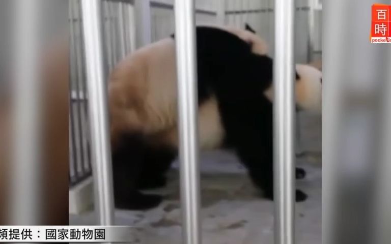 大熊猫福娃(兴兴)和凤仪(靓靓)的做熊过程,大马是海外第三个让熊猫自然交配的国家哔哩哔哩bilibili