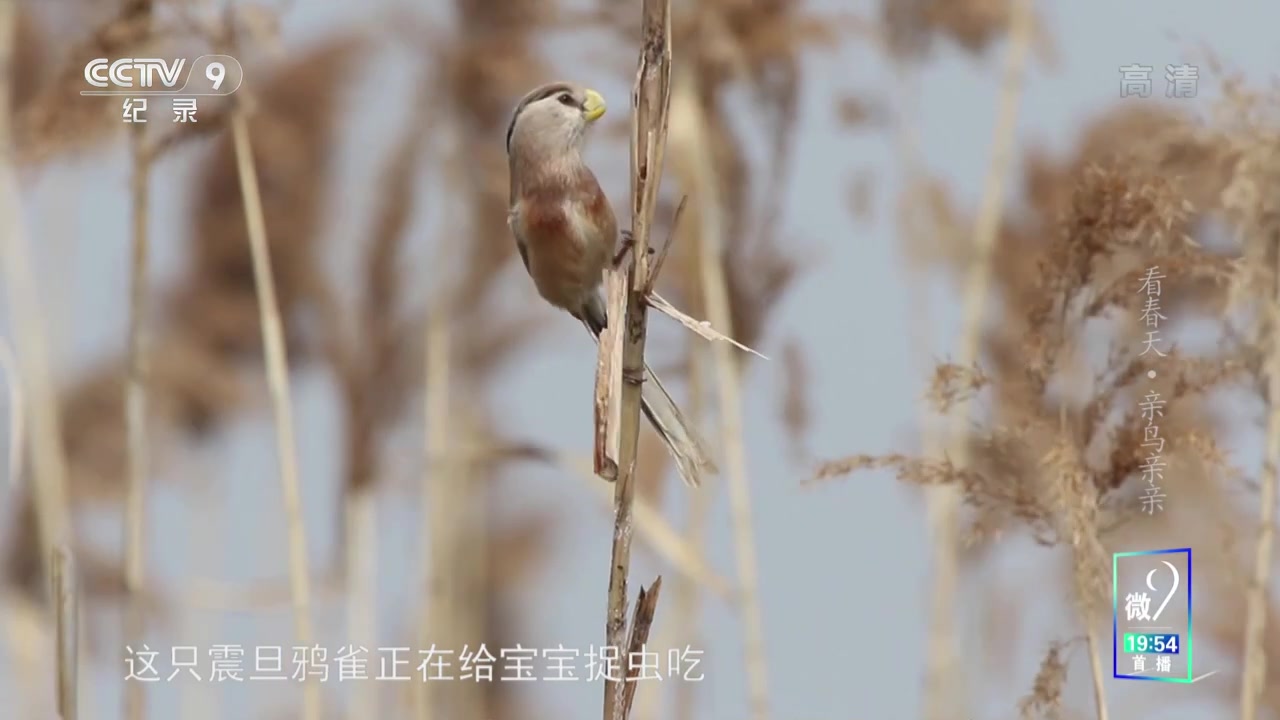 [图]《看春天》凶猛的空中霸主金雕 “鸟中大熊猫”震旦鸦雀 它们共同还有一个可爱的名字！【CCTV纪录】