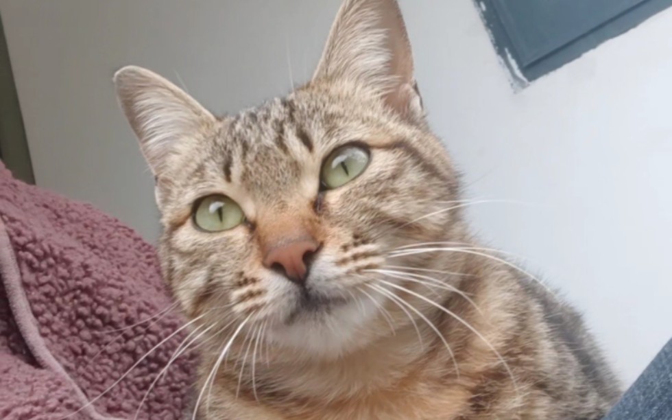 猫140--狸花猫囧囧有神的大眼睛